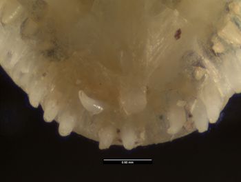 Media type: image;   Herpetology R-152458